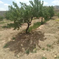 علوفه گندم جهت دام