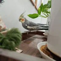 عروس هلندی|پرنده|تربت جام, عیدی آباد|دیوار