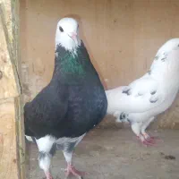 یه جفت کبوتر پرشی ناب با خال زیبا