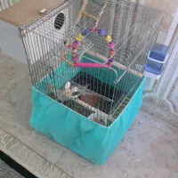 عروس هلندی فروشی|پرنده|الیگودرز, |دیوار