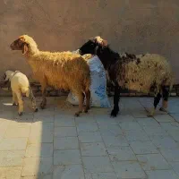 گوسفند مطفل و آبستن مخصوص جنی