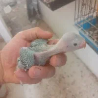 جوجه سریلاکی ملنگو