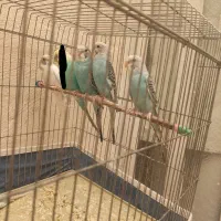 4عدد مرغ عشق