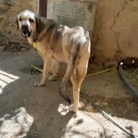 ماده پژدر 18ماهه