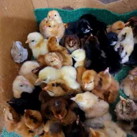 جوجه محلی تمیز سرحال با قیمت مناسب|حیوانات مزرعه|فریدون‌کنار, |دیوار