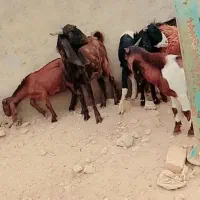 سلام ۱۰عددبز نر چنابیش