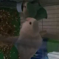 معاوضه کوتوله برزیلی