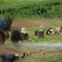 سرکارگری و انواع کار کشاورزی