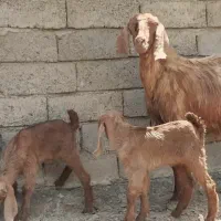 بز مری گوسفند