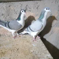 دمگیر جفتی گچی وسیاپشت وپلاکی اصل سبز دوخط|پرنده|برخوار, |دیوار