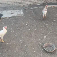 خروس لاری|حیوانات مزرعه|نوشین شهر, |دیوار