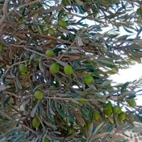 100 نفر کارگر برای باغ زیتون|استخدام بازاریابی و فروش|سقز, |دیوار