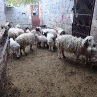 میش زاییده ‌.میش وبره .