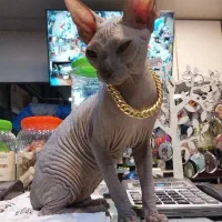 گربه اسفینکس توله و بالغ