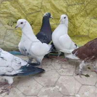 کفتر خارجی کبوتر اصیل پرش