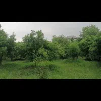 1090-متر-باغ-پرتغال-بافت-زرد-مسکونی