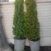 دو عدد کاج زیبا