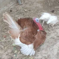 بوقلمون|حیوانات مزرعه|جم, |دیوار