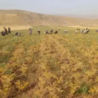 سرکارگر  کار کشاورزی