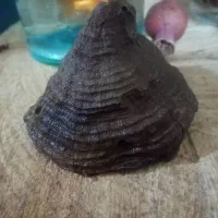 انواع عقیق شجردار به صورت برش خورده کلکسیونی وفسیل