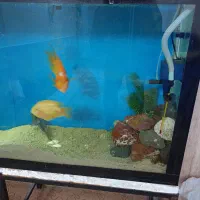 ماهی آکواریم