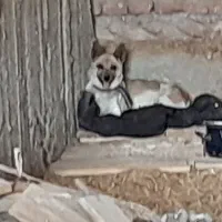 سگ پاکوتاه نگهبان|سگ|خسروشاه, |دیوار