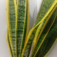 گل اپارتمانی