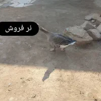 غاز جفت