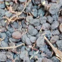 کشمش افتابی|خوردنی و آشامیدنی|بناب, |دیوار