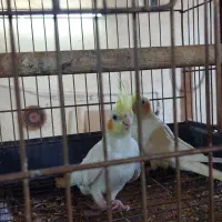 عروس هلندی ۲تا|پرنده|قم, کاسه گران|دیوار