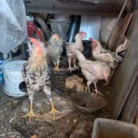 مرغ وخروس تخم گزار ونیمچه گلین کرچ شو معاوضه|حیوانات مزرعه|محمدشهر, محمدشهر|دیوار