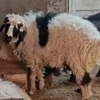بره نرنژاد دار
