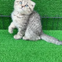 اسکاتیش بلک گلد و بلو گلد|گربه|شاهرود, |دیوار