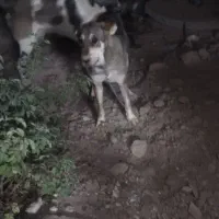 واگذاری|سگ|نمین, |دیوار