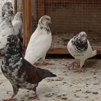 کبوتر کاشونی پرشی|پرنده|پیر بکران, |دیوار