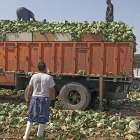 کلم برا گاوداری