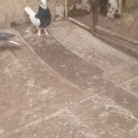 کبوتر صید به شرط|پرنده|بجنورد, |دیوار