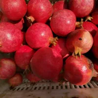 انار رباب قطرویه صادراتی|خوردنی و آشامیدنی|شیراز, کفترک|دیوار
