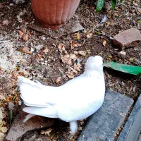 کبوتر راعبی|پرنده|تهران, دهم فروردین|دیوار