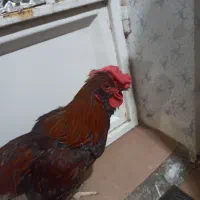 خروس سلطان