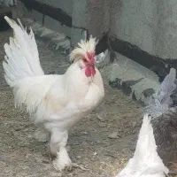 تخم مرغ سلطان|حیوانات مزرعه|ورامین, ورامین|دیوار