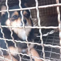 سگ پکینیز و پامرین