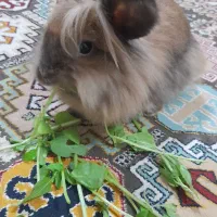 خرگوش‌های لوپ اصل هلندی|موش و خرگوش|اهواز, کوروش|دیوار