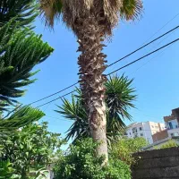 تک درخت پالم|خدمات باغبانی و درختکاری|فریدون‌کنار, |دیوار