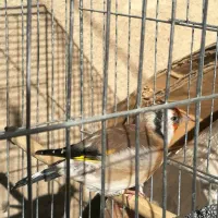 سهره ماده جوجه قفس|پرنده|کرمانشاه, |دیوار