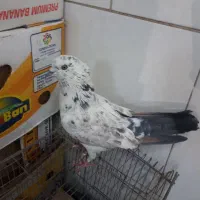 کبوتر سرور تهرونی