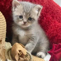 فروش گربه بچه اسکاتیش بریتیش ماده