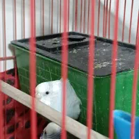 مرغ عشق|پرنده|سرپل ذهاب, |دیوار