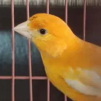 تعویض قناری نر پرتقالی     با دوتا جوجه قناری نر