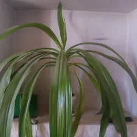 گل موزی